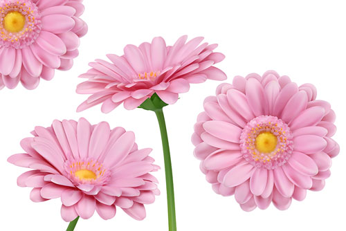 وکتور گل محمدی فایل EPS لایه باز نمایش سه بعدی